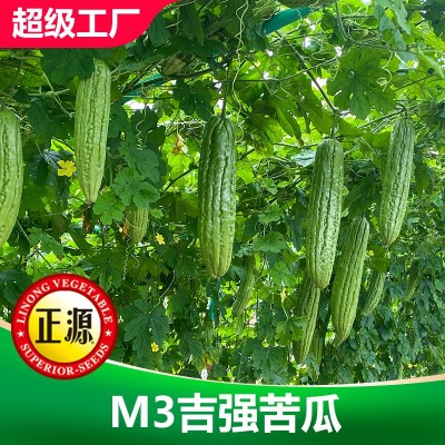 和利农M3吉强翠绿苦瓜种子高产蔬菜四季种植杂交苦瓜种籽农家凉瓜