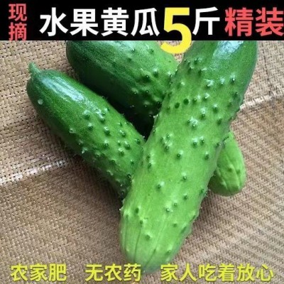 现摘水果小黄瓜山东旱黄瓜新鲜水果黄瓜1/2/5斤甜嫩脆黄瓜生吃