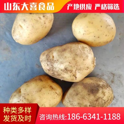 山东蔬菜基地供应小土豆 新鲜农副食品土豆马铃薯 价格面议