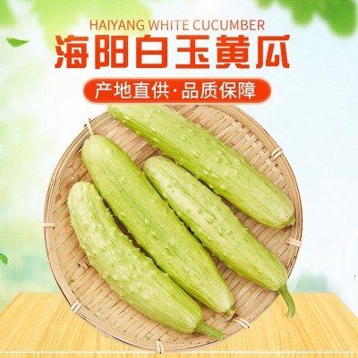 批发海阳白玉黄瓜新鲜现摘蔬菜脆嫩水果黄瓜生吃小黄瓜蔬菜批发代