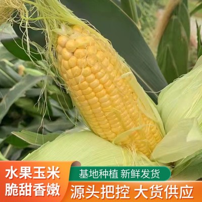 云南楚雄厂家批发新鲜水果玉米太阳花生熟两吃甜脆玉米现货批发