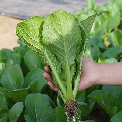 青梗小白菜种子四季小青菜种籽阳台盆栽南方菜籽种大全农家蔬菜孑