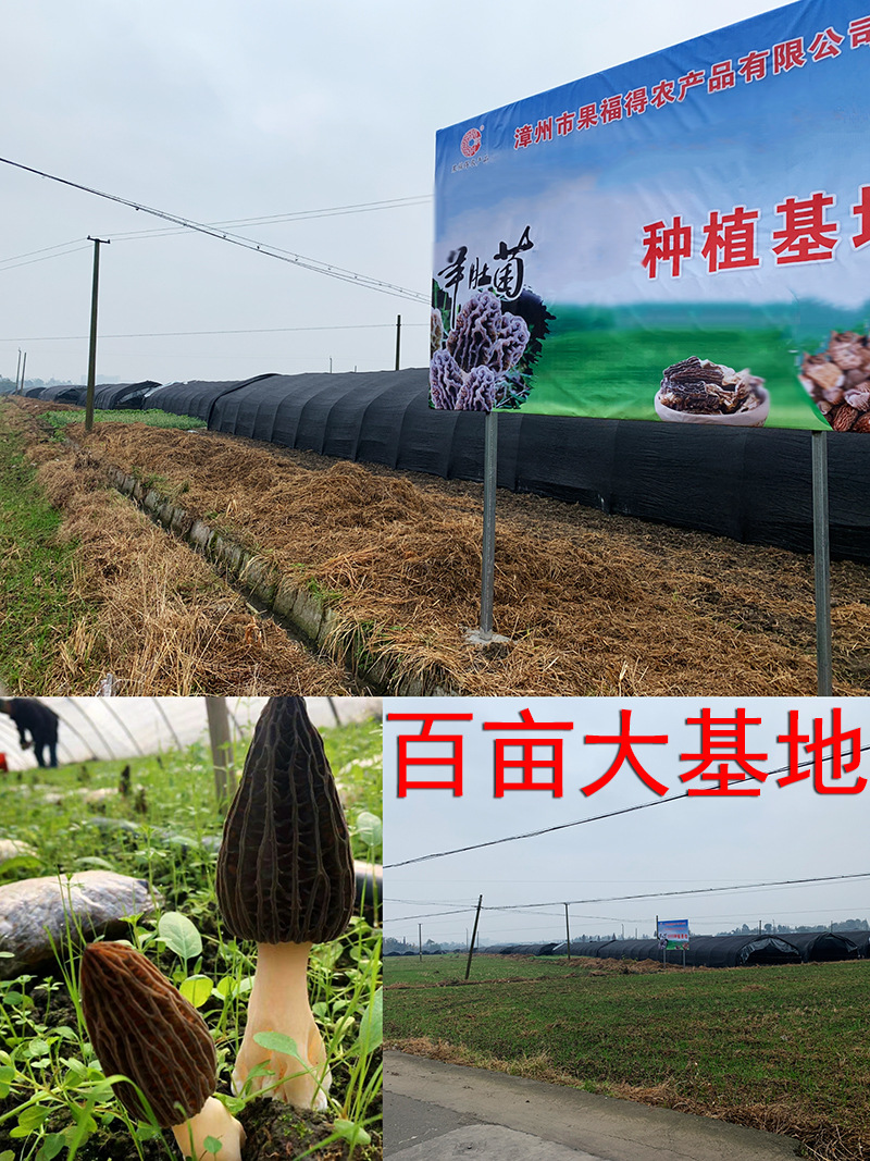 自有基地.jpg