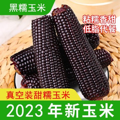 2023头茬黑糯玉米即食玉米代餐真空锁鲜包装香糯玉棒子一件代发