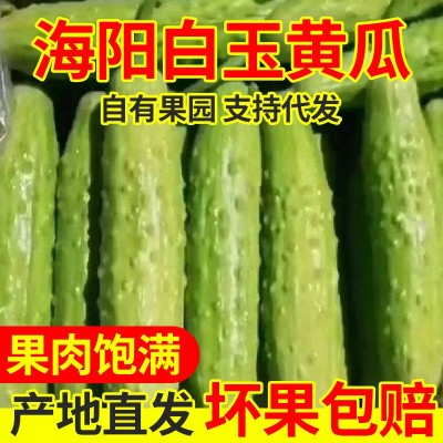 山东海阳白玉黄瓜新鲜蔬菜农家青瓜生吃脆嫩鲜果蔬小黄瓜批发代发