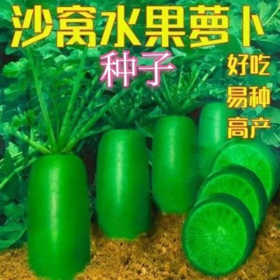 沙窝水果萝卜种子生吃脆甜农家蔬菜种孑四季播种阳盆栽绿萝卜种籽