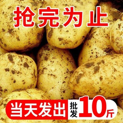 【现挖现发】黄皮土豆10斤批发新鲜蔬菜马铃薯洋芋整箱