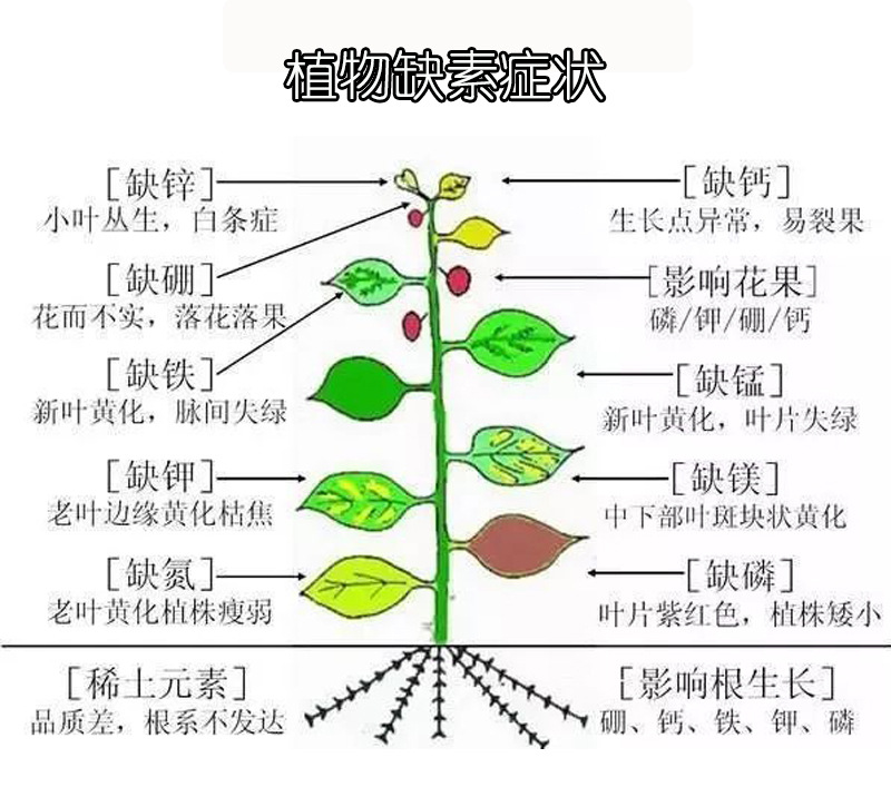 缺素图