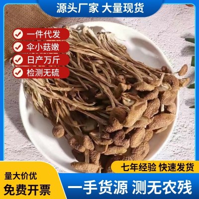 【基地直发】古田不开伞茶树菇干货散装批发 茶薪菇500g 产地直销