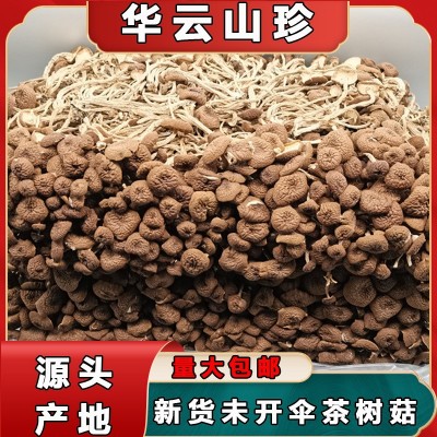 新货不开伞茶树菇古田食用菌 福建干货500g袋装未开伞茶树菇批发