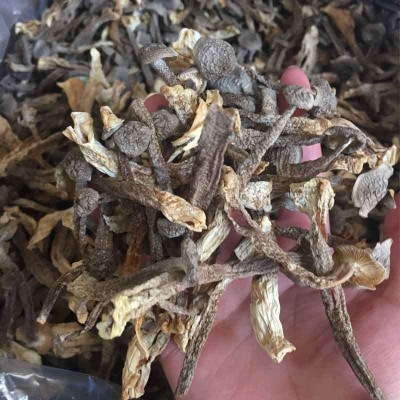 冠耳 散装鹿茸菇鹿茸菌干货500g 香脆可口量大产地直批