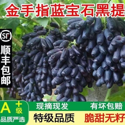 顺丰包邮正宗金手指葡萄黑提蓝宝石美人指提子无核甜水果新鲜3斤