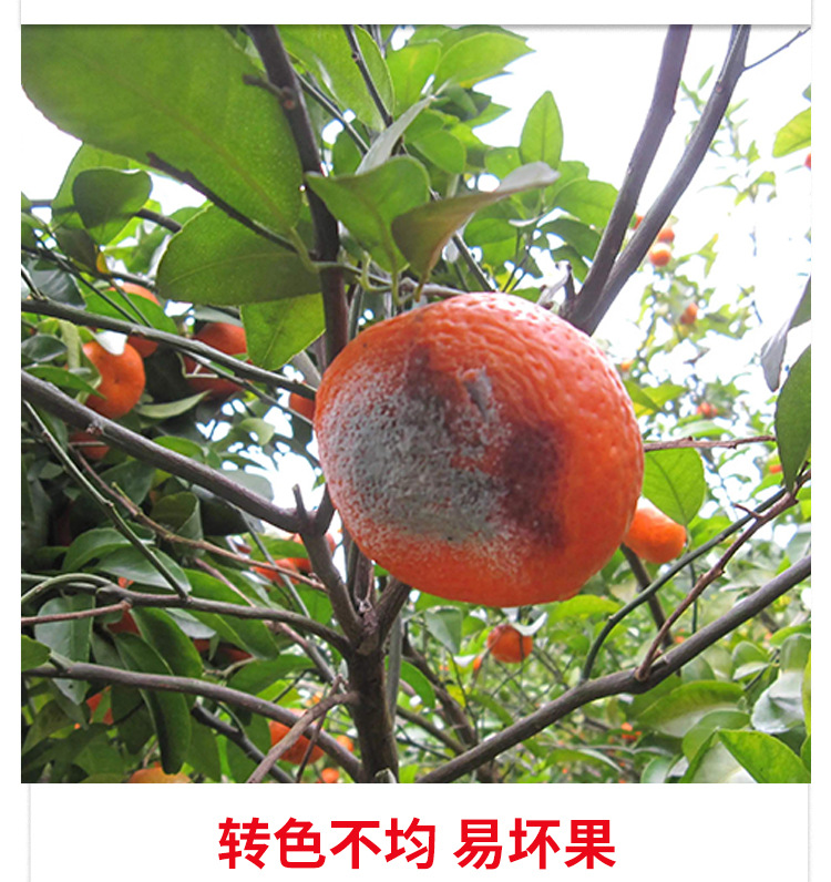 矿源黄腐酸钾_04.jpg