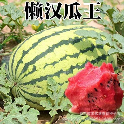 新品懒汉西瓜种子沙甜薄皮高产早熟农家大田易种四季水果蔬菜种籽